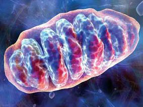 Biogradetech的線粒體分離提取試劑盒