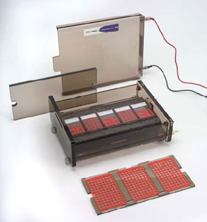 彗星分析試劑盒