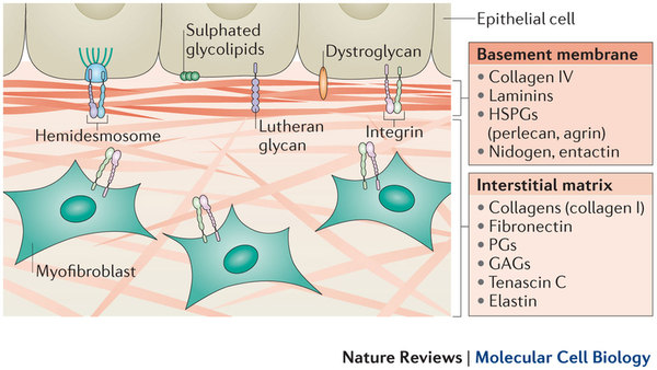 標(biāo)準(zhǔn)型，無(wú)酚紅，基質(zhì)膠（細(xì)胞分化、遷移、侵襲、血管生成）