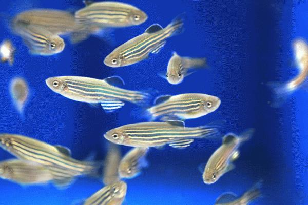 Danio rerio.png