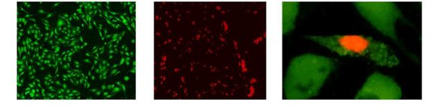 Calcein-AM/PI，活細(xì)胞/死細(xì)胞雙染試劑盒