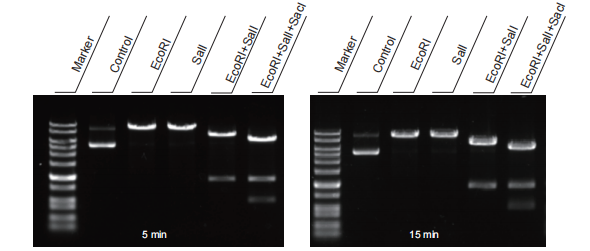 限制性內(nèi)切酶