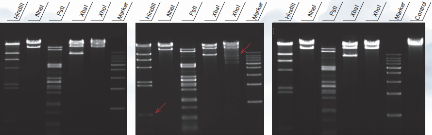 限制性內(nèi)切酶星號活性