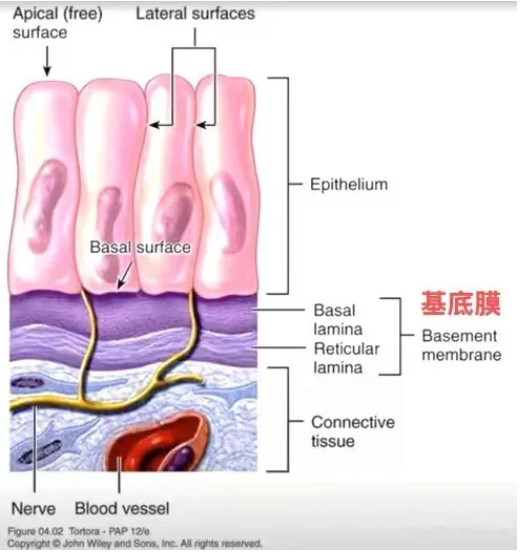 基底膜在小鼠腫瘤組織中的位置分布