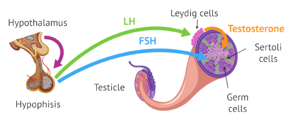 luteinizing hormone.png