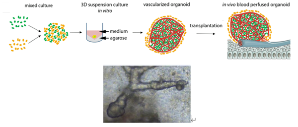 Basement Membrane Matrix.png