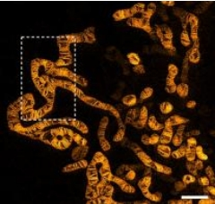 PKMITO 超分辨率線粒體熒光染料