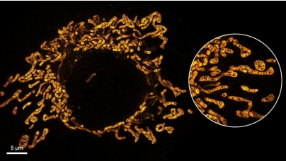 PKMITO 超分辨率線粒體熒光染料