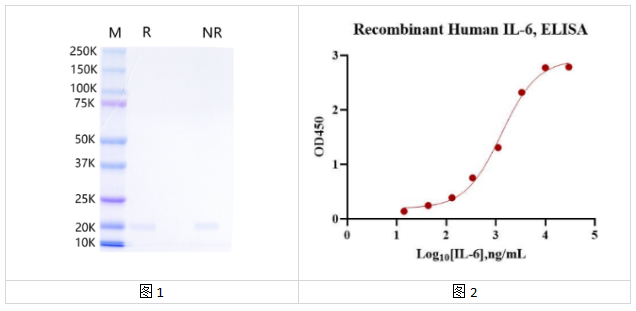 重組人白細(xì)胞介素6（IL-6）