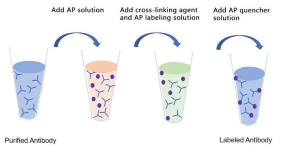 AP偶聯(lián)試劑盒
