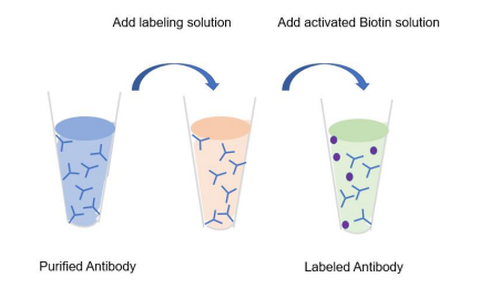 生物素偶聯(lián)試劑盒