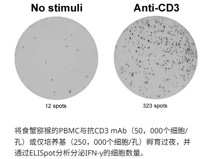 ELISpot Plus： Monkey IFN-γ （ALP）.png