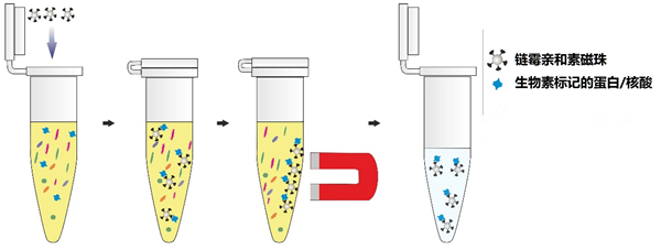 鏈霉親和素磁珠