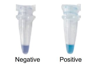 快速支原體檢測(cè)試劑盒
