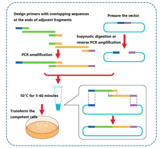 快速多片段DNA無縫克隆預混液