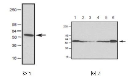 抗總微管蛋白羊多抗