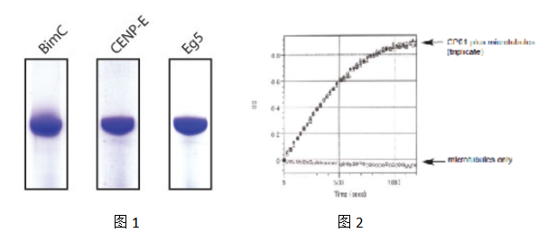CENP-E運動結(jié)構(gòu)域蛋白（重組人）