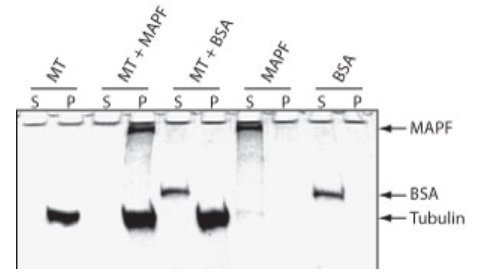 微管結(jié)合蛋白 Spin Down 檢測(cè)試劑盒