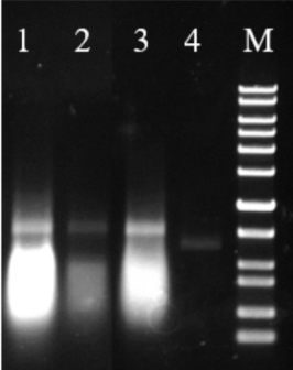 耐熱型T7 RNA聚合酶