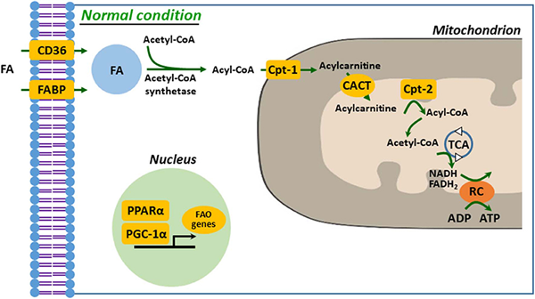 fatty acid.png