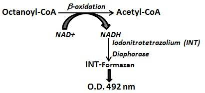 octanoyl-coa.png