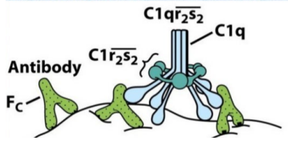C1q/C1q補體