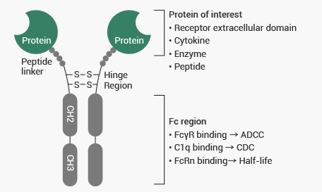 Fc融合蛋白的基本結(jié)構(gòu)