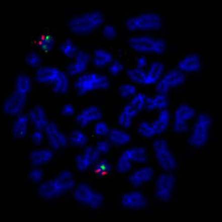 Nick Translation DNA.png