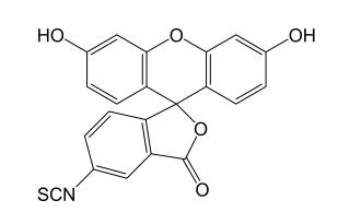 異硫氰酸熒光素