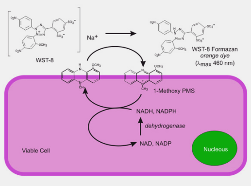一步法，TUNEL細(xì)胞凋亡檢測(cè)試劑盒,EdU法細(xì)胞增殖成像分析試劑盒,超敏型細(xì)胞增殖檢測(cè)試劑