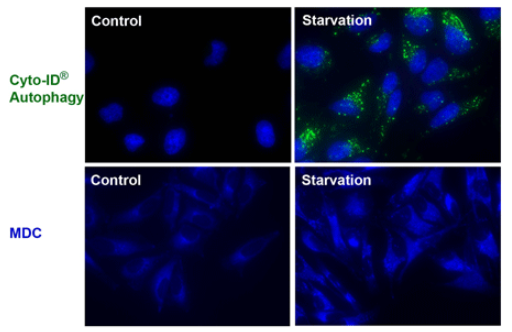 細(xì)胞ID自噬檢測試劑盒