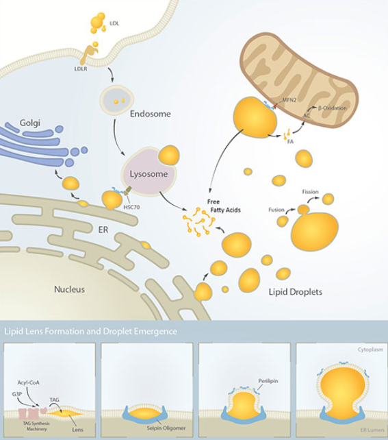 Enzo生命科學(xué)的脂質(zhì)代謝