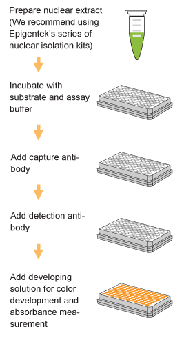 EPIQUIK? HDAC活性/抑制測(cè)定試劑盒（比色法）