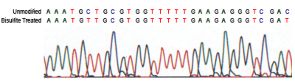 即用型DNA轉(zhuǎn)化混合液