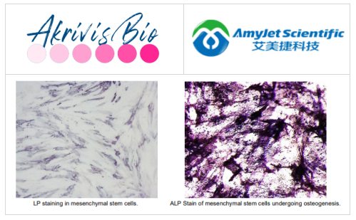 堿性磷酸酶染色試劑盒