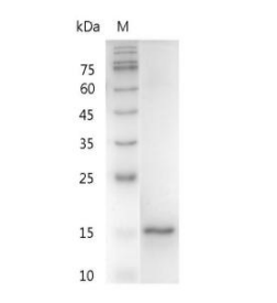 SDS-PAGE analysis of recombinant human IL-1 alpha