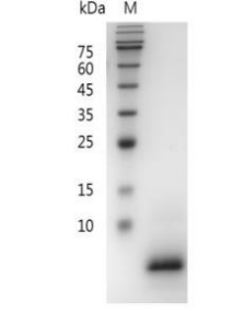 重組鼠EGF的SDS-PAGE分析