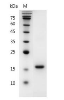 重組小鼠FLT3L/Fms相關酪氨酸激酶3配體, 無動物源&無載體蛋白