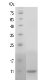 重組豬IL8/白介素8,無動物源&無載體蛋白