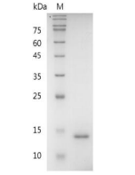 重組人IL9/白介素9,無動物源&無載體蛋白