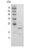 重組豬IL6/白介素6,無動物源&無載體蛋白