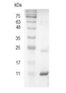 重組豬CXCL11/趨化因子CXC配體11,無動物源&無載體蛋白