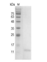 重組小鼠IL-9的SDS-PAGE分析