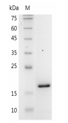 重組小鼠白細(xì)胞介素-3 6α的SDS-PAGE分析