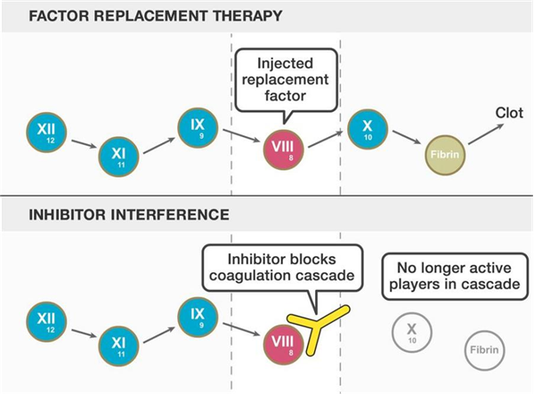 coagulation factor VIII.png