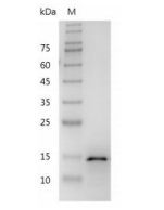 重組人TWEAK/腫瘤壞死因子相關(guān)弱凋亡誘導(dǎo)因子,無動物源&無載體蛋白