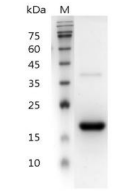 重組人IFNβ 1a/干擾素β 1a,無(wú)動(dòng)物源&無(wú)載體蛋白
