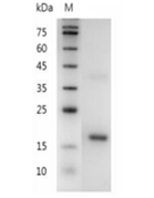重組小鼠CDNF的SDS-PAGE分析
