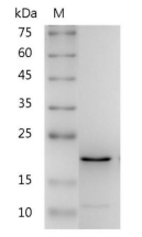 重組人FGF18/成纖維細(xì)胞生長因子18,無動物源&無載體蛋白