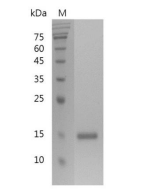 重組人Galectin-1的SDS-PAGE分析